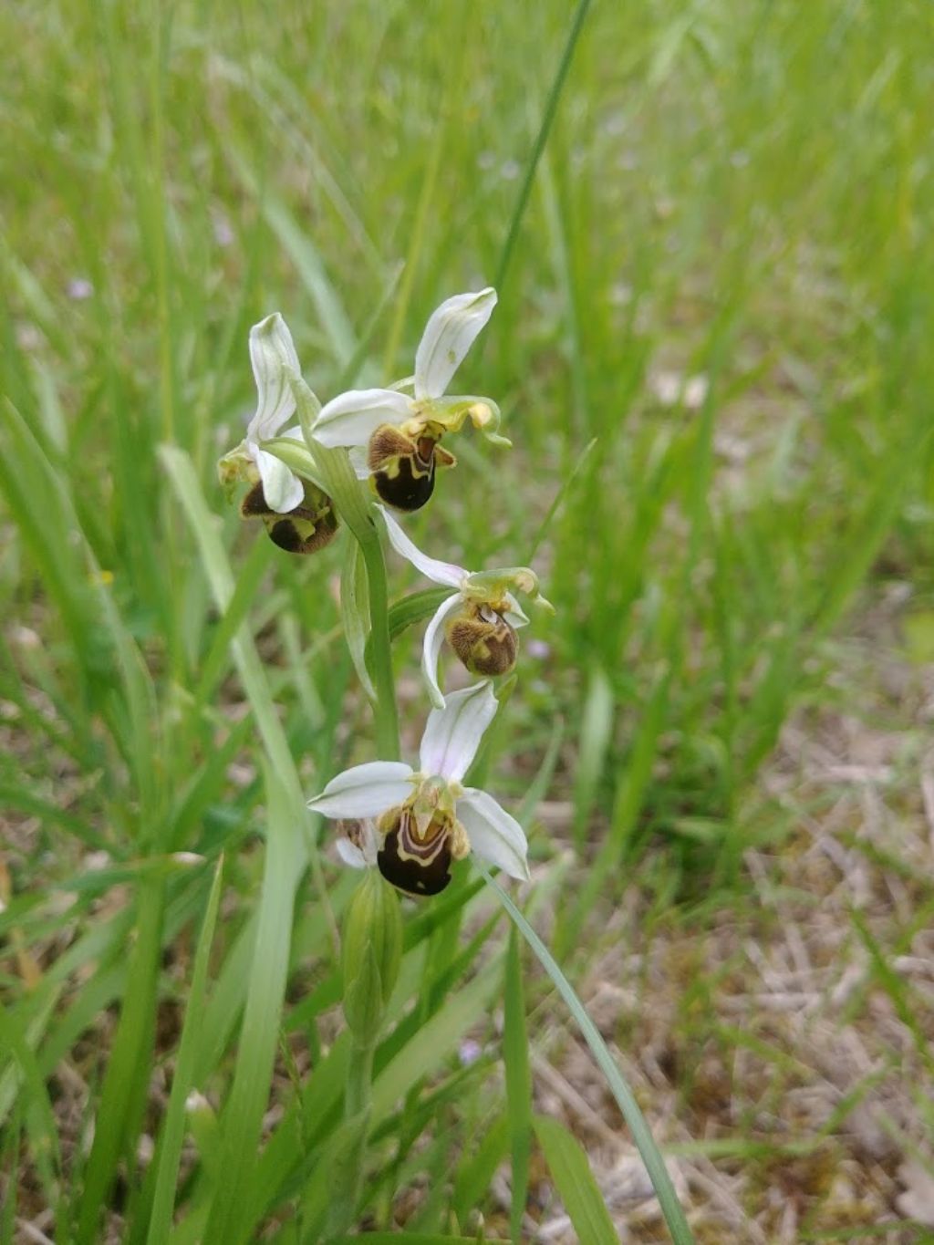 Orchidee Poggi di Monte